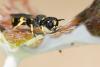 Ectemnius continuus